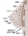 2019年9月13日 (五) 07:08版本的缩略图