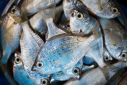 India - Fish in the market - 0881.jpg