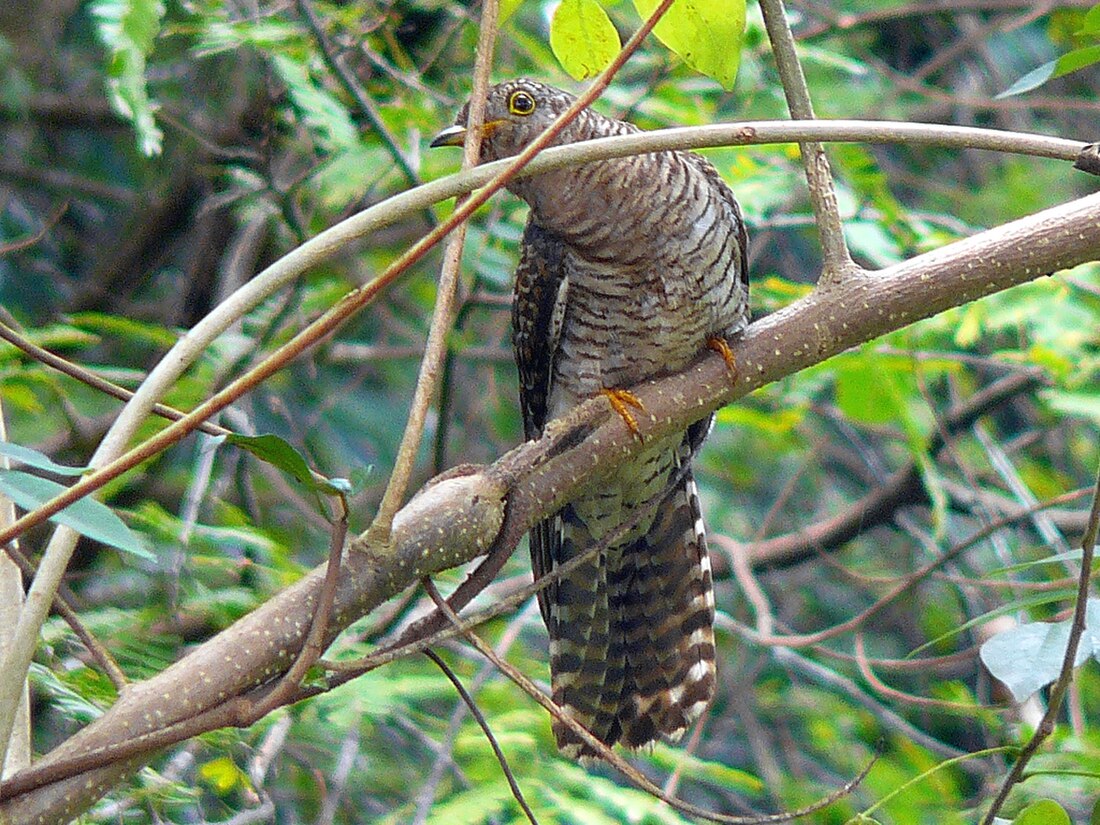 Indian cuckoo