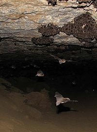 En handfull fladdermöss flyger runt i en mörk grotta