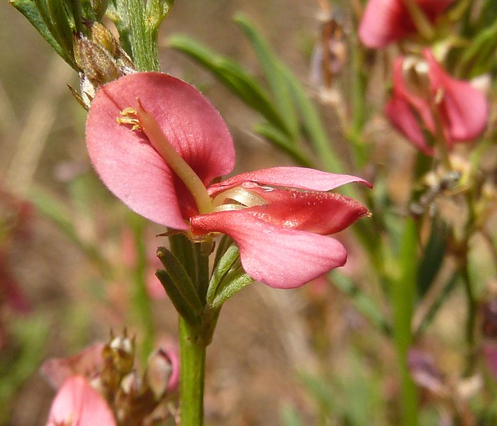 File:Indigofera hilaris, blom, a, Faerie Glen NR.jpg