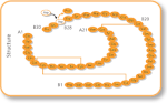 Hình thu nhỏ cho Insulin aspart