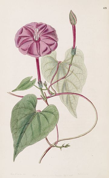 Ipomoea purga