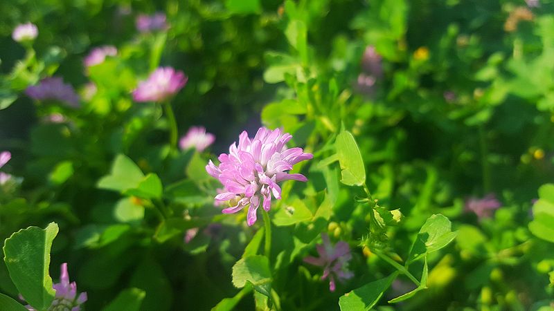 File:Iraq flower.jpeg