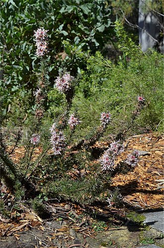 Habit Isopogon asper.jpg