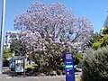 Jacaranda в Окленде, Новая Зеландия