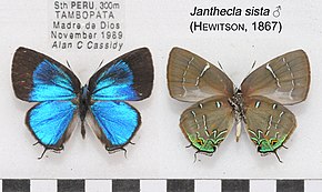 Descrierea imaginii JantheclaSistaMUpUnAC1640 1641.jpg.