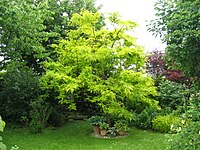 Jardin a la faulx 130.jpg