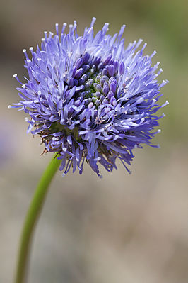 Mountain sand bells (Jasione montana), inflorescence with flowers in different stages of development