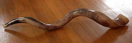 A kudu horn, used by Yemenite Jews as a shofar for the holiday of Rosh Hashanah.