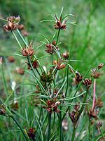 Juncus bulbosus kz1.JPG