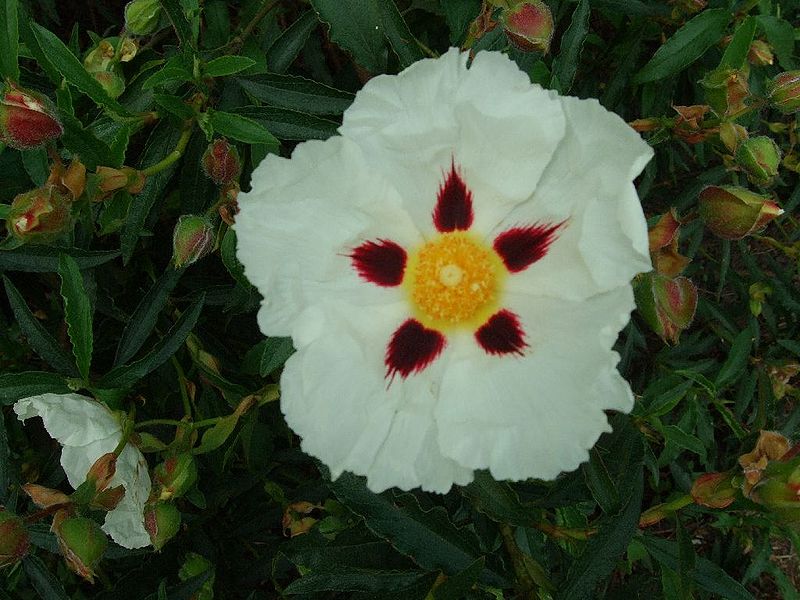 File:KG Cistus ladanifer.jpg