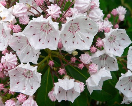 Kalmia Latifolia