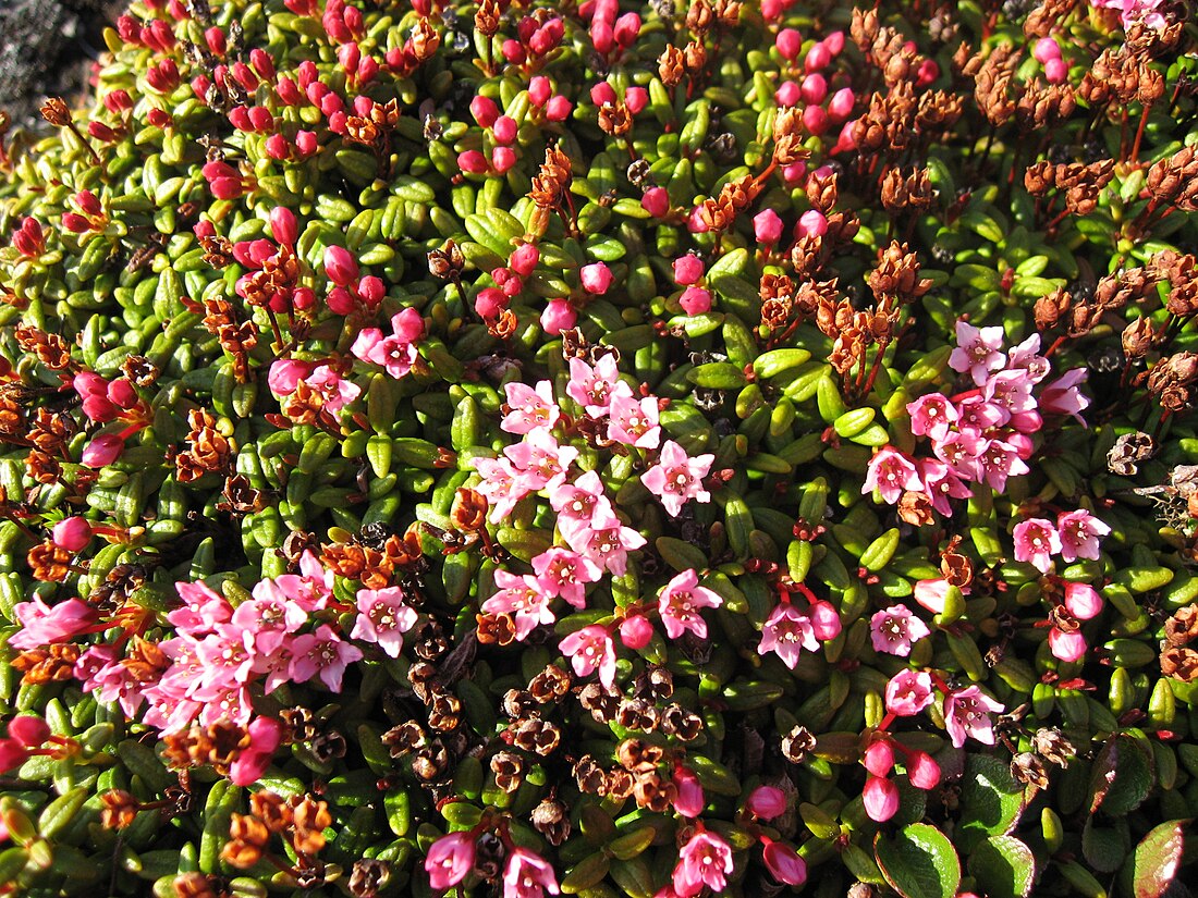 Kalmia procumbens