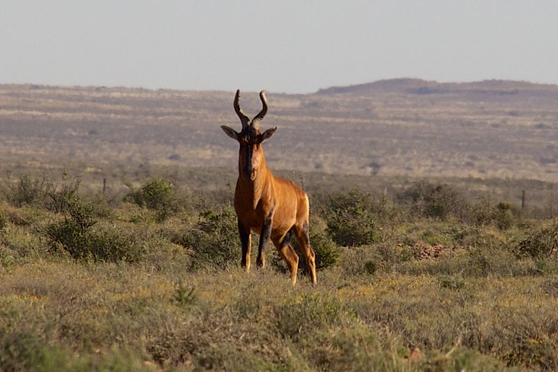 File:Karoo National Park 2014 18.jpg