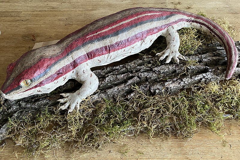File:Kawekaweau Gecko Hoplodactylus delcourti 4.jpg