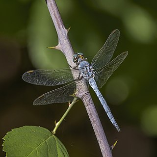 Keeled skimmer Species of dragonfly