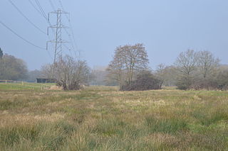 Kingcup Meadows and Oldhouse Wood