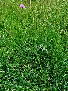 Knautia arvensis Habitus