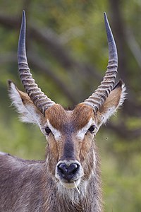 Kobus ellipsiprymnus (Kruger, 2012)