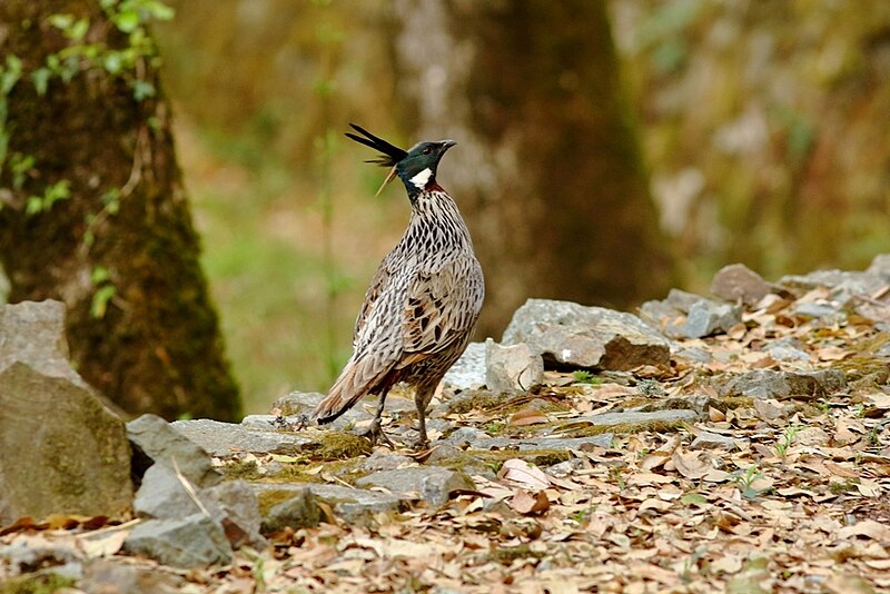 File:Koklass pheasant - Pangot 2018-05-15.jpg