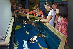 Aquarium with Koi Kyiv water center - koi 1.jpg