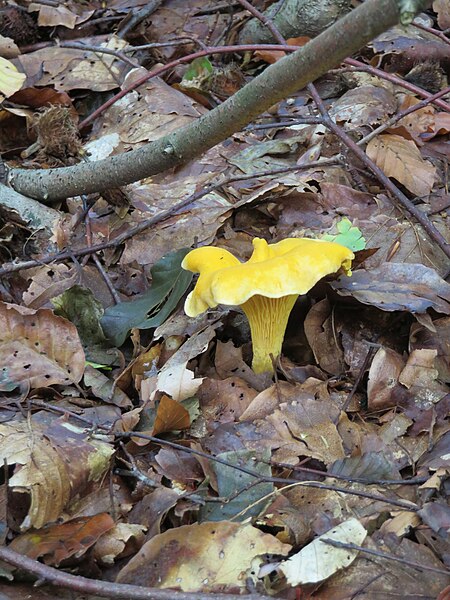 File:Lügde - 2014-09-08 - Echter Pfifferling (Cantharellus cibarius) (1).jpg