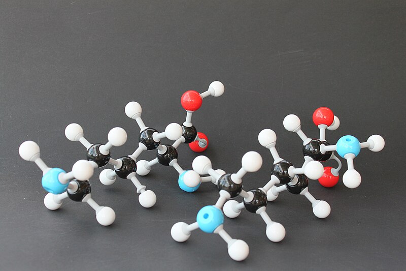 File:LD-Lysin Molekülbaukasten 8635.JPG