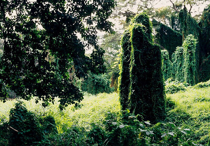 File:La Habana, plantas (1983) 03.jpg