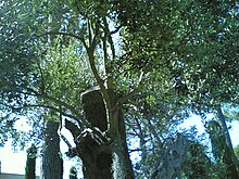 Ancient Olive tree in La Mortella
