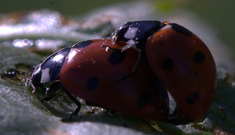 File:Ladybugs.jpg