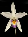 Laelia anceps subsp. anceps