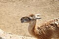 Lama guanicoe en commonly known as a Guanaco.