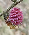 Young female cone