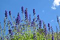 Larspur (Delphinium glaucum) against sky