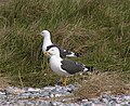 A Gaivota-de-asa-escura tem a sua maior colônia galega na ilha de Sálvora