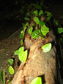 Pensées du jour (Période du 29/03/2015 au 12/09/2015) - Page 39 220px-Leafcutterants-Colombia-close