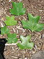 Leaf variability