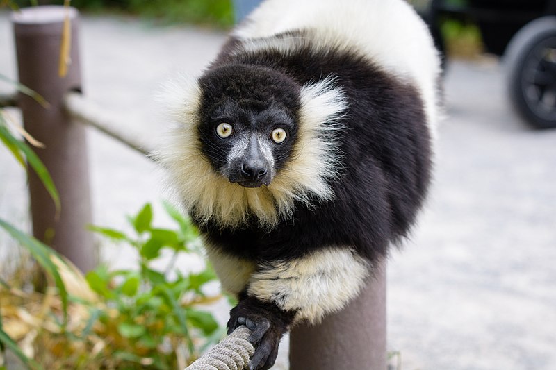 File:Lemur (41113304064).jpg