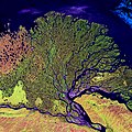 Satellietfoto van de Lenadelta (Siberië)