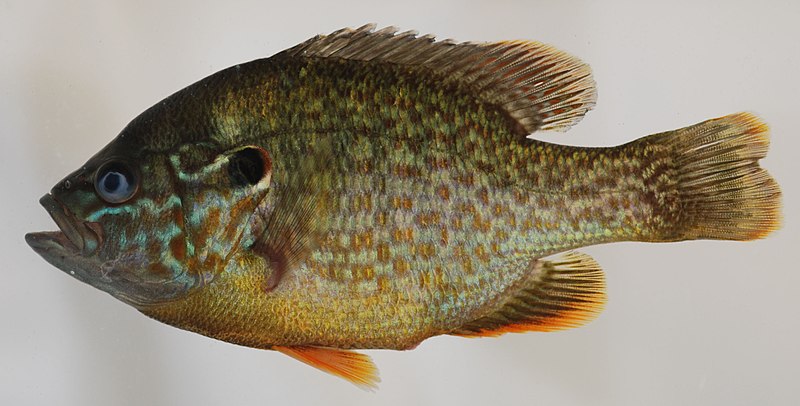 File:Lepomis gibbosus (S0167) (12597958823).jpg