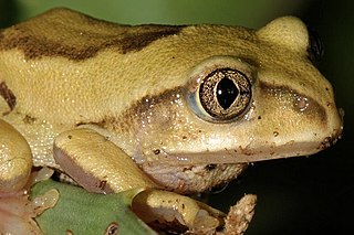 <span class="mw-page-title-main">Mozambique forest tree frog</span> Species of amphibian