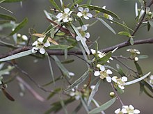 Leptospermum brachyandrum.jpg