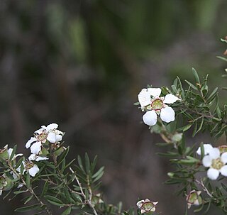 <i>Leptospermum juniperinum</i> Species of plant