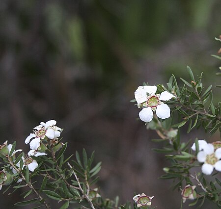 Leptospermum_juniperinum