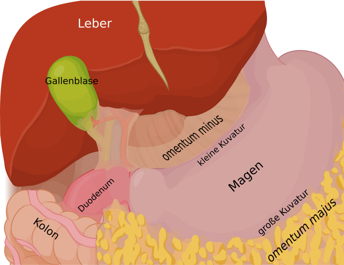 Omentum minus