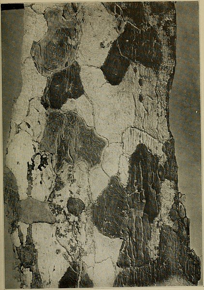 File:Lignum-vitae; a study of the woods of the Zygophyllaceae with reference to the true lignum-vitae of commerce-its sources, properties, uses, and substitutes (1921) (14596704299).jpg