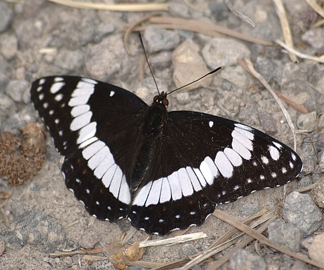 Description de l'image Limenitis weidemeyerii dorsal.jpg.