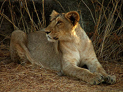 Lion Gir.jpg