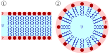 Lipid bilayer and micelle.png